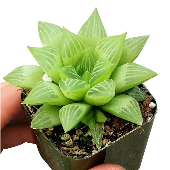 WINDOW HAWORTHIA plant fully rooted garden succulent - Picture 2 of 11